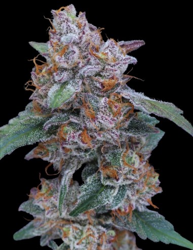 SherBacio OG Auto Seeds (Pure Instinto) 💥 26% THC