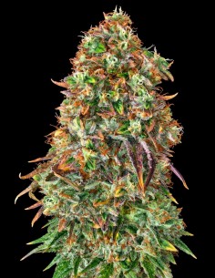 Shiskaberry Seeds (Pure Instinto) 🍒 Tropical Berry Flavor