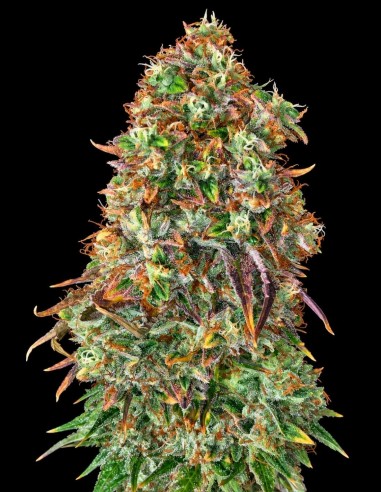 Shiskaberry Seeds (Pure Instinto) 🍒 Tropical Berry Flavor