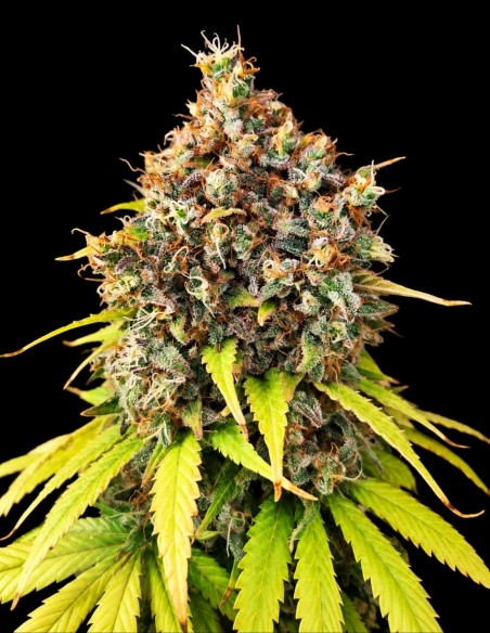 Smoothie Seeds (Pure Instinto) 🍒 Sweet Berry Flavor