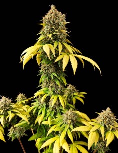 Smoothie Seeds (Pure Instinto) 🍒 Sweet Berry Flavor 2