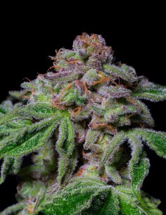 Sour Aloha Seeds (Pure Instinto) 🌊 Up To 28% THC