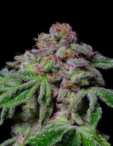 Sour Aloha Seeds (Pure Instinto) 🌊 Up To 28% THC