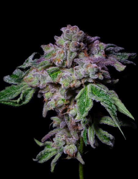 Sour Aloha Seeds (Pure Instinto) 🌊 Up To 28% THC