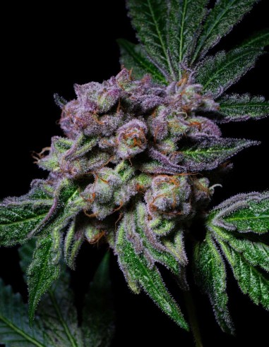 Sour Aloha Seeds (Pure Instinto) 🌊 Up To 28% THC