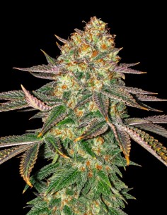 Spooky OG Seeds (Pure Instinto) 👻 Gassy Kush