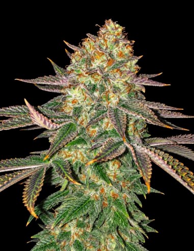 Spooky OG Seeds (Pure Instinto) 👻 Gassy Kush