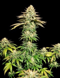 Spooky OG Seeds (Pure Instinto) 👻 Gassy Kush 2