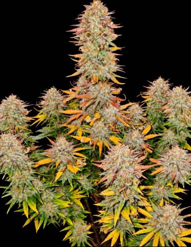 Sticky Gorilla #4 Seeds (Pure Instinto) 🦍 Up To 28% THC