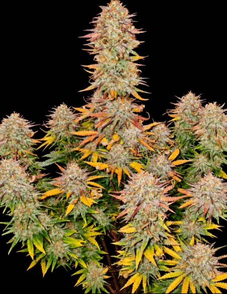 Sticky Gorilla #4 Seeds (Pure Instinto) 🦍 Up To 28% THC