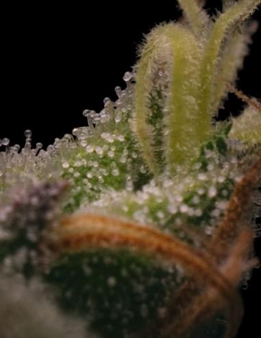 Sticky Gorilla #4 Seeds (Pure Instinto) 🦍 Up To 28% THC