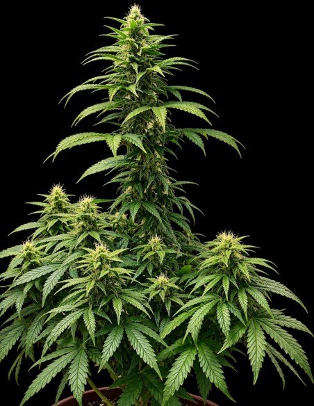 Graines Strawberry Shortcake Auto (Pure Instinto) 🍓 25 % THC