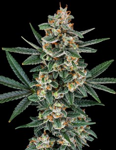 Graines Tri-Whip Kush Auto (Pure Instinto) 🌿 Effet équilibré