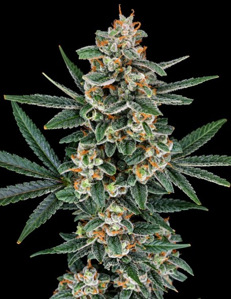 Graines Tri-Whip Kush Auto (Pure Instinto) 🌿 Effet équilibré