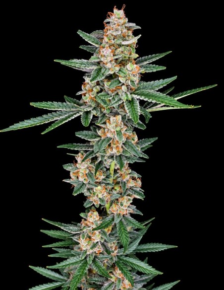 Graines Tri-Whip Kush Auto (Pure Instinto) 🌿 Effet équilibré