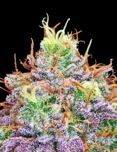 Watermelon Zkittles Seeds (Pure Instinto) 🍉 Indica Dominant