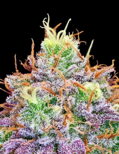 Watermelon Zkittles Seeds (Pure Instinto) 🍉 Indica Dominant