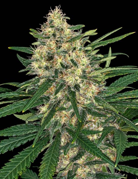 Wedding Cake Seeds (Pure Instinto) 🍰 High THC