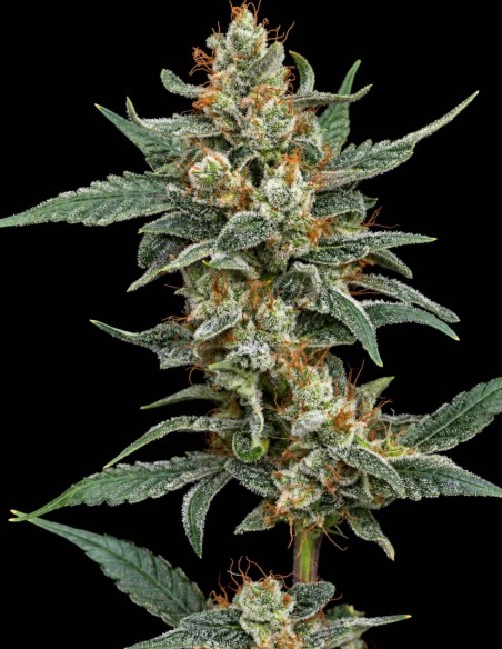 Graines Whipped Runtz Auto (Pure Instinto) 🌴 Saveur tropicale