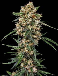 Graines Whipped Runtz Auto (Pure Instinto) 🌴 Saveur tropicale 2