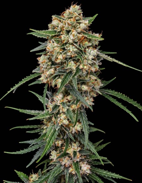 Graines Whipped Runtz Auto (Pure Instinto) 🌴 Saveur tropicale