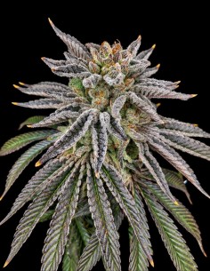 Yuzu Grape Kush Seeds (Pure Instinto) 🍇 Grape & Citrus