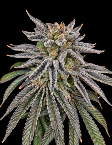 Yuzu Grape Kush Seeds (Pure Instinto) 🍇 Grape & Citrus