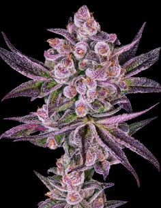 Super Boof x Motorbreath Seeds (Greenhouse Seeds) 💥 27% THC