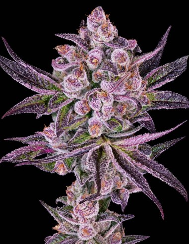 Super Boof x Motorbreath Seeds (Greenhouse Seeds) 💥 27% THC