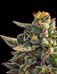 Fuegisima Fast Version Seeds (Atlas Seed) 🔥 High THC