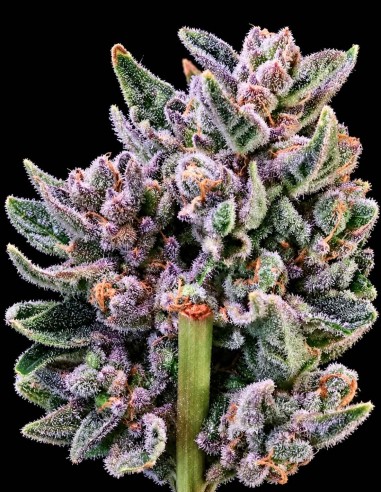 Gelato 41 Seeds (Atlas Seed) 🍧 Dense Resinous Buds