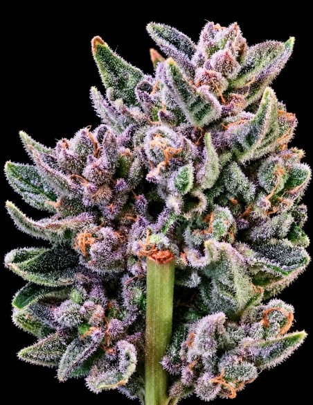Gelato 41 Seeds (Atlas Seed) 🍧 Dense Resinous Buds