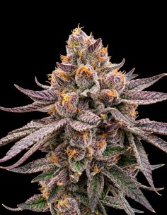 Semillas Daddy Runtz Triploid (Triploid Genetics) 🌿 27% THC