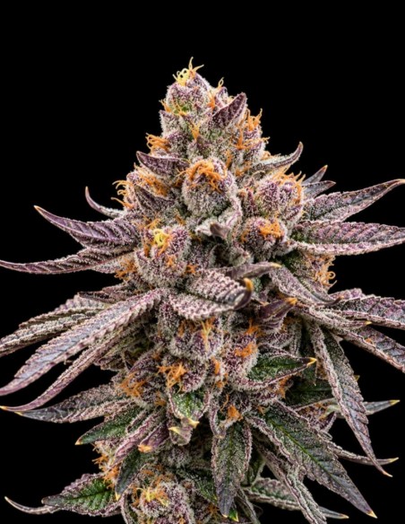 Semillas Daddy Runtz Triploid (Triploid Genetics) 🌿 27% THC