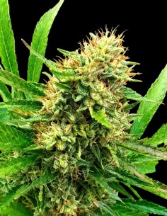 Semillas Midwest CBD Triploid (Triploid Genetics) 🌿 23% CBD