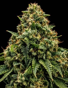 Semillas Northwest CBD Triploid (Triploid Genetics) 🌿 21% CBD