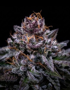 Semillas Zkittlez Pouding Triploid (Triploid Genetics) 🌴 Tropical