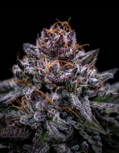 Semillas Zkittlez Pouding Triploid (Triploid Genetics) 🌴 Tropical