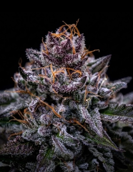 Semillas Zkittlez Pouding Triploid (Triploid Genetics) 🌴 Tropical