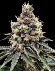 Semillas GMO Glookies Triploide (Triploid Genetics) 💥 30% THC