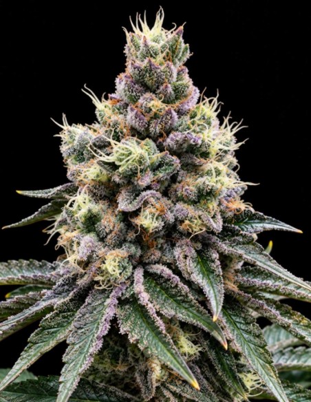 Semillas GMO Glookies Triploide (Triploid Genetics) 💥 30% THC