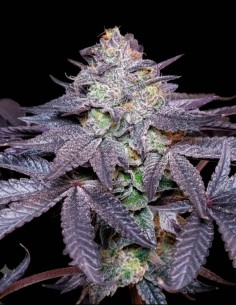 Semillas Bubble Maker Triploid (Triploid Genetics) 🫧 33% THC