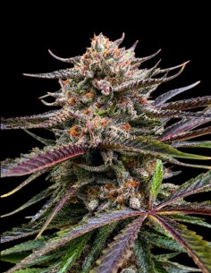Semillas Permanent Gas Triploid (Triploid Genetics) 💥 Hasta 30% THC