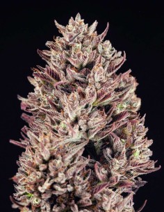 GMO Auto Seeds (Atlas Seed) 💜 Resin-Rich & Purple Buds