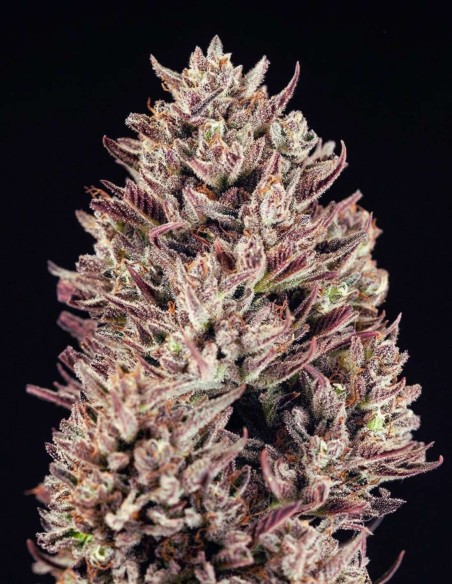 GMO Auto Seeds (Atlas Seed) 💜 Resin-Rich & Purple Buds