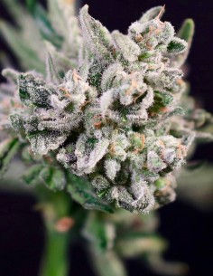 GMO Bomb Fast Seeds (Atlas Seed) 💣 Fast Indica