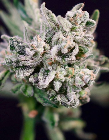 GMO Bomb Fast Seeds (Atlas Seed) 💣 Fast Indica