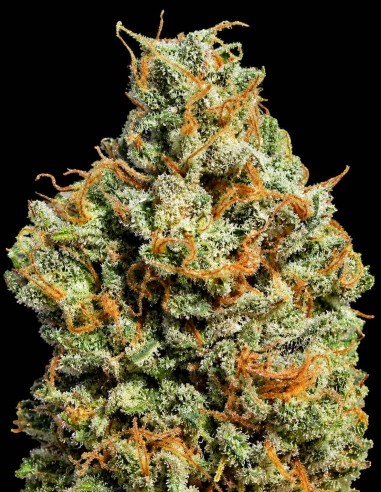 Semi Thai Chee (Ultra Genetics Seeds) 🌿 Resa enorme