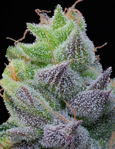 Semillas Peach Limeade (Grounded Genetics) 🍑 Afrutada