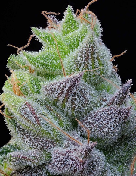 Semillas Peach Limeade (Grounded Genetics) 🍑 Afrutada